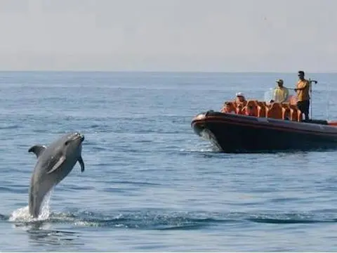 Excursion en Barco - Avistamiento de Delfines